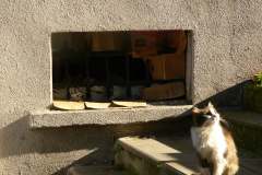 1631-G-Kot-smieci-i-slonce