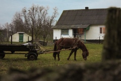 235-G-Domestic-horse