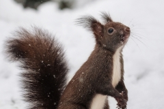 333-G-The-squirrel