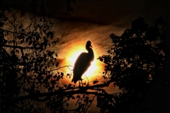 358-G-Grey-Heron-at-sunset
