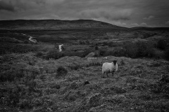 364-G-Oliver_wildlife