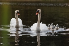 366-G-New-Family