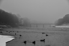 605-G-Ducks