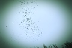 615-G-The-Premonition