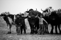 648-G-Human-animal-relationship.
