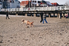 74-L-sopot-pudle-na-plazy