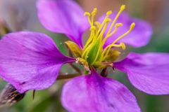 788-G-macro-shot-flower
