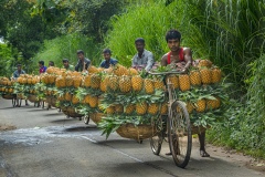 1132-G-Pineapple-selle