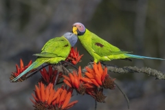 1134-G-Lip-lock