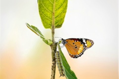 1189-G-Interconnected