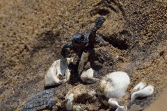 1241-G-OLIVE-RIDLEYS-TURTLE