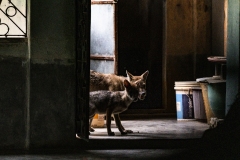 1244-G-My-gal-Stay-away-from-humans_1