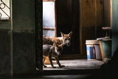 1245-G-My-gal-Stay-away-from-humans-2