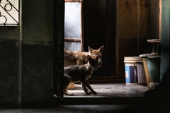 1246-G-My-gal-Stay-away-from-humans3