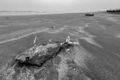 1339-G-Bay-of-bengal-is-dying