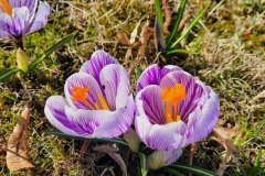 1357-G-Flowers-in-the-park