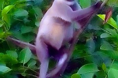 1422-G-In-The-Lap-of-Nature