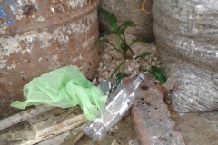 1468-G-Hope-Grows-In-The-Least-Thoughtful-Places