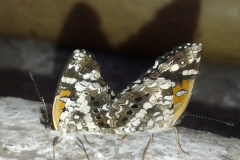 1469-G-Courtship-In-Flight