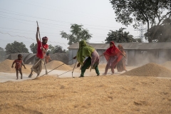 294-G-Life-in-a-Rice-paved-floor