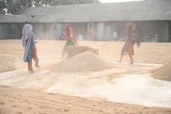 295-G-Daily-Life-in-a-Rice-paved-floor