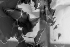 582-G-Poison-Ivy