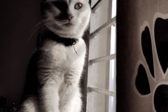 593-G-Puchu-my-cat