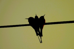 838-G-Terrific-Trio