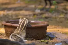 906-G-Squirrel-drinking-water