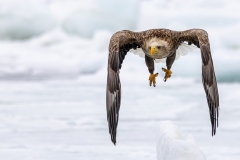 938-G-White-tailed-Eagle-flying