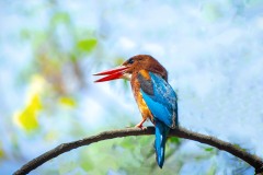 987-G-Kingfisher