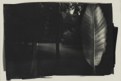 284-G-Luslawickie-Arboretum-1.-Platinum-Palladium-Print