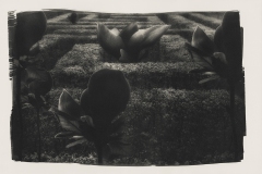 286-G-Luslawickie-Arboretum-3.-Platinum-Palladium-Print