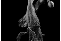 343-G-An-apple-tree