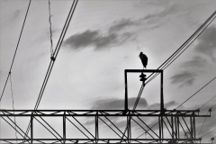608-G-Still-alive-and-free