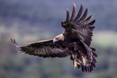 021-G-Eagle