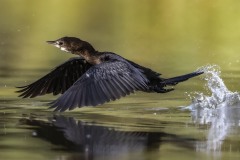 022-G-Lesser-Cormorant