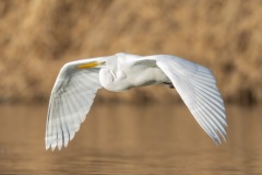 023-G-Great-White-Heron