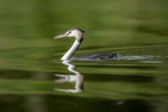 024-G-Great-Crested-Grebe