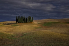 1001-G-Cipressi-Forest