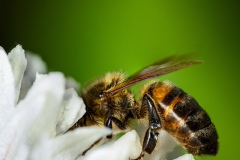 1003-G-In-search-of-nectar