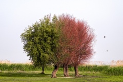 1065-G-Spring