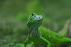 1093-G-Baby-Iguana