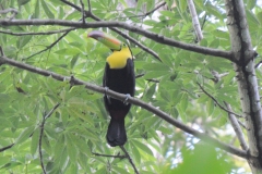 1095-G-Toucan