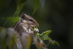 1111-G-Indian-Palm-squerell