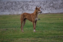 1112-G-Dog-in-green-field
