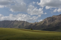1139-G-single-tree