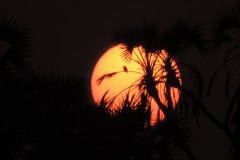 115-G-Sun-with-Bird