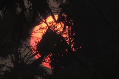 116-G-Horse-Face-in-Sun