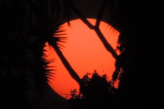 117-G-Orange-Sun-with-Tree